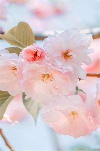 芳菲張西野免費閲讀