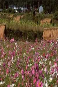 天降萌寶，殘疾大佬放肆寵